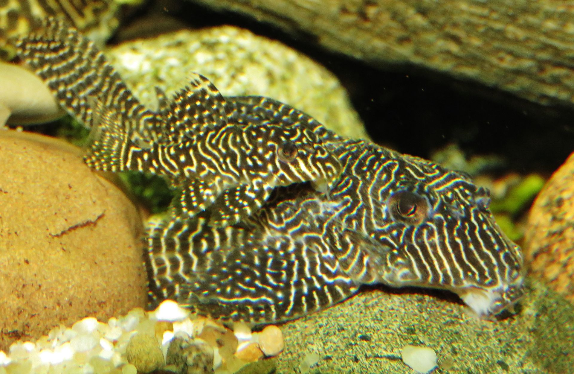 Hypancistrus Queen Arabesque