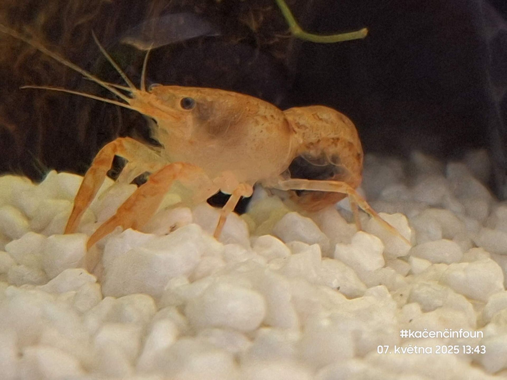 Ráčci CPO * samečci 