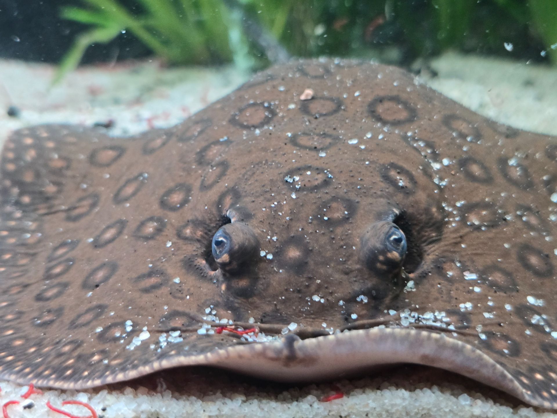 Rejnok, Potamotrygon