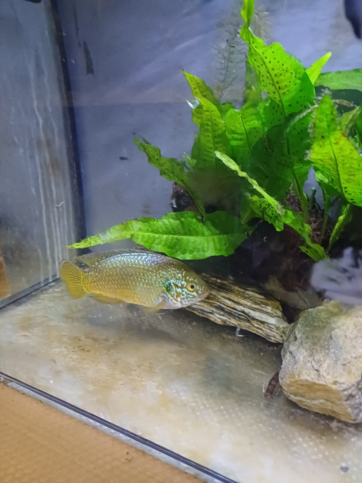 Hemichromis guttatus blue