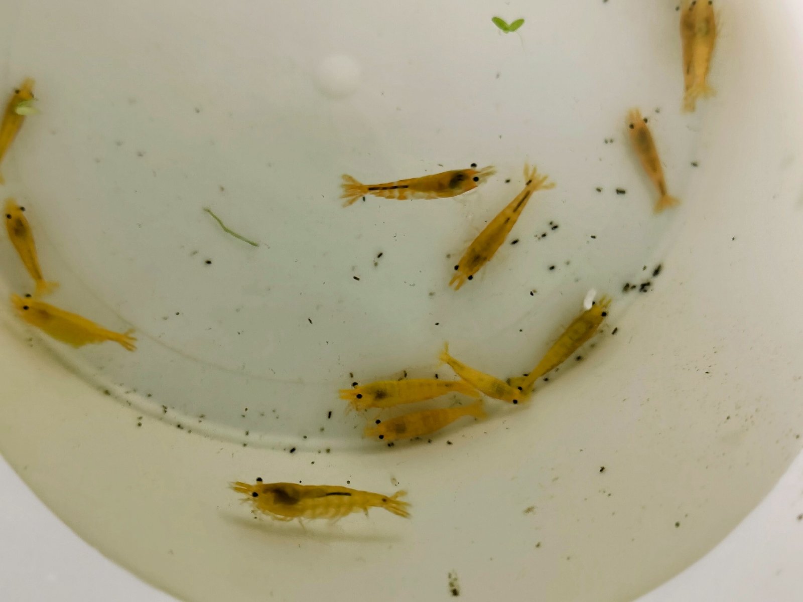 Yellow fire - Neocaridina davidi