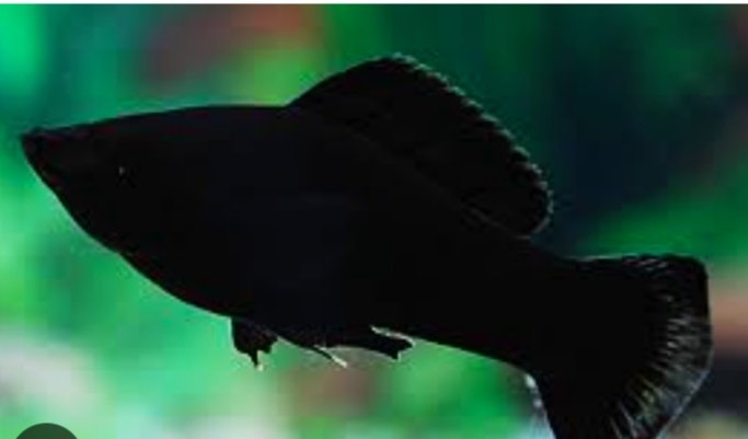 Black Molly