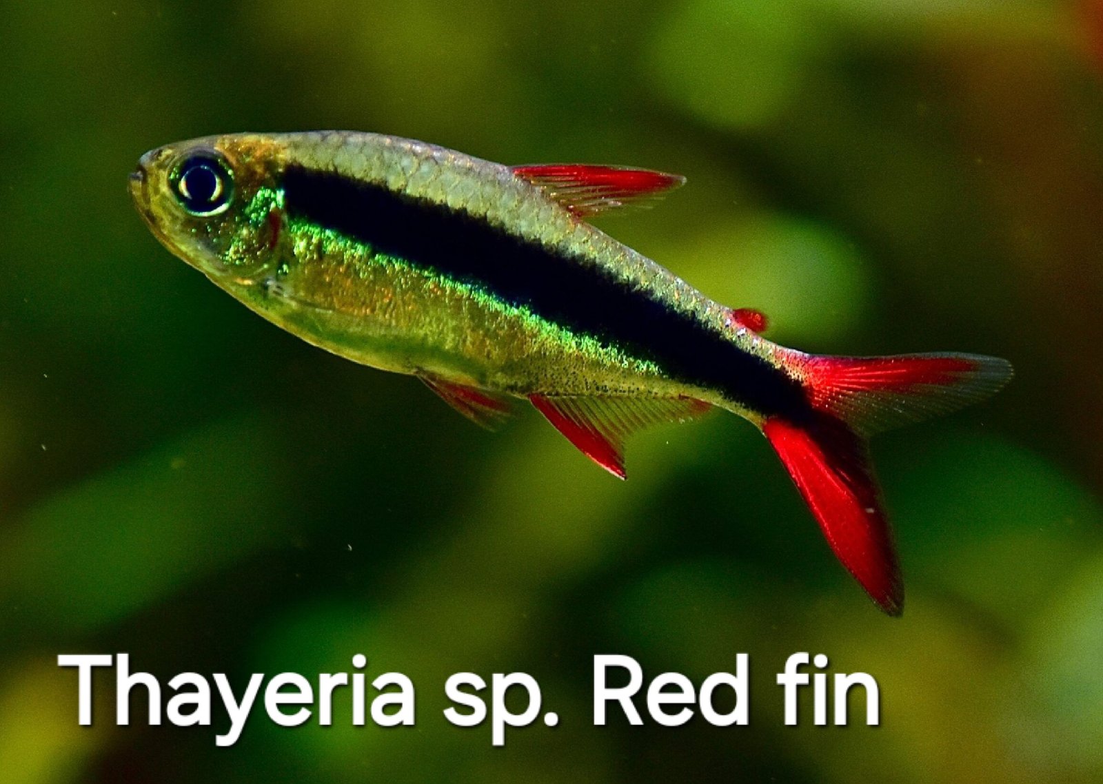 Thayeria sp.red fin Teles Pires