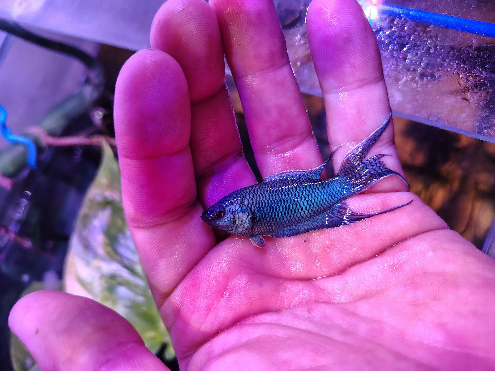 Macropodus blue snake skin