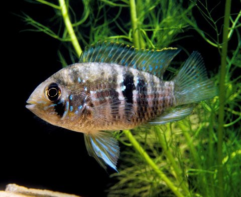 Akara modrá - Aequidens pulcher /latifrons/