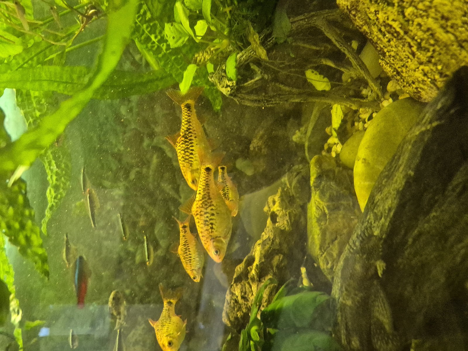 Parmička polopruhá