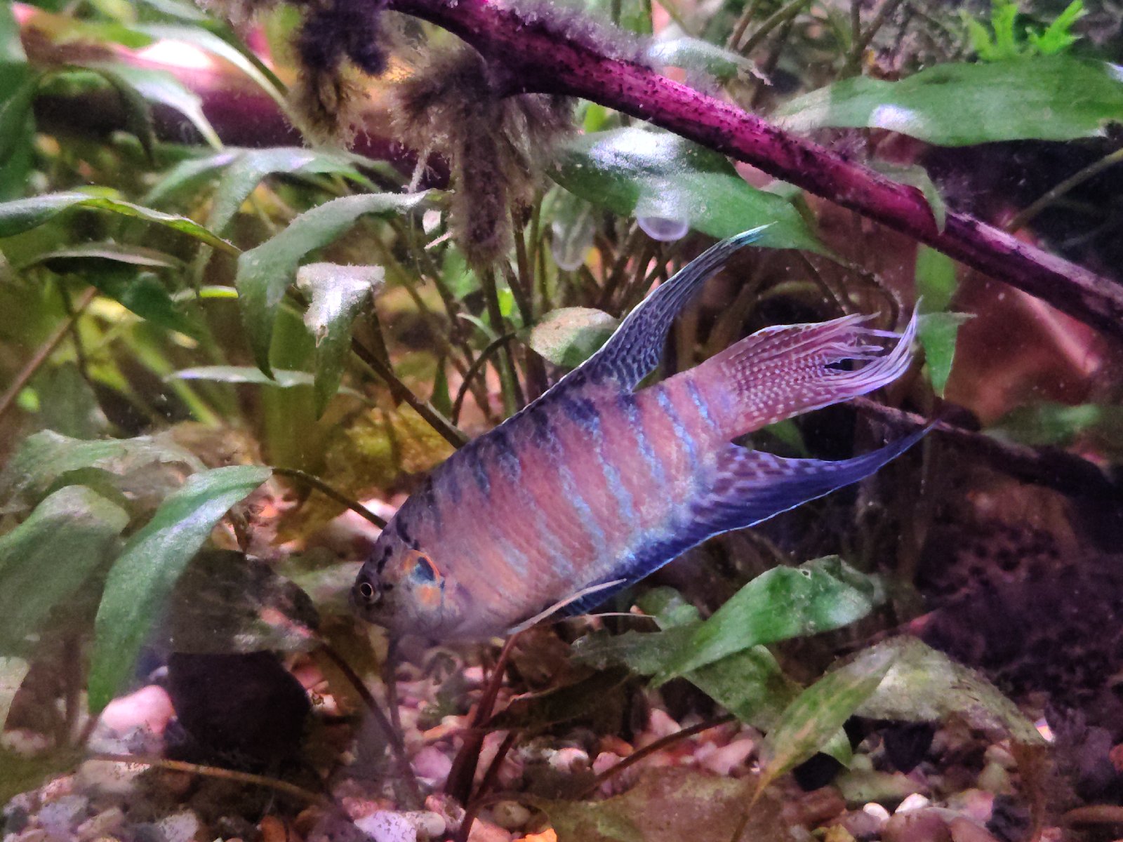 Macropodus opercularis colored