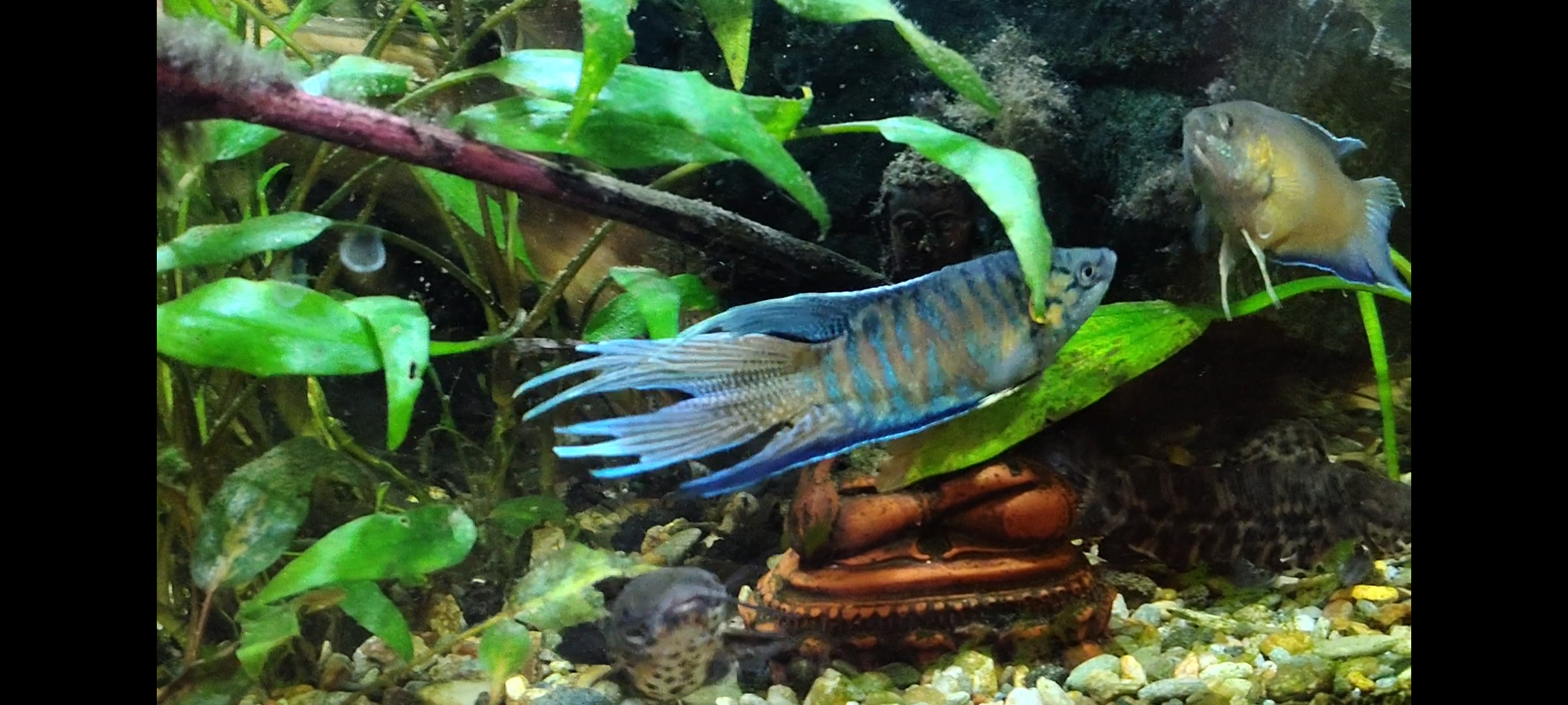 Macropodus opercularis colored