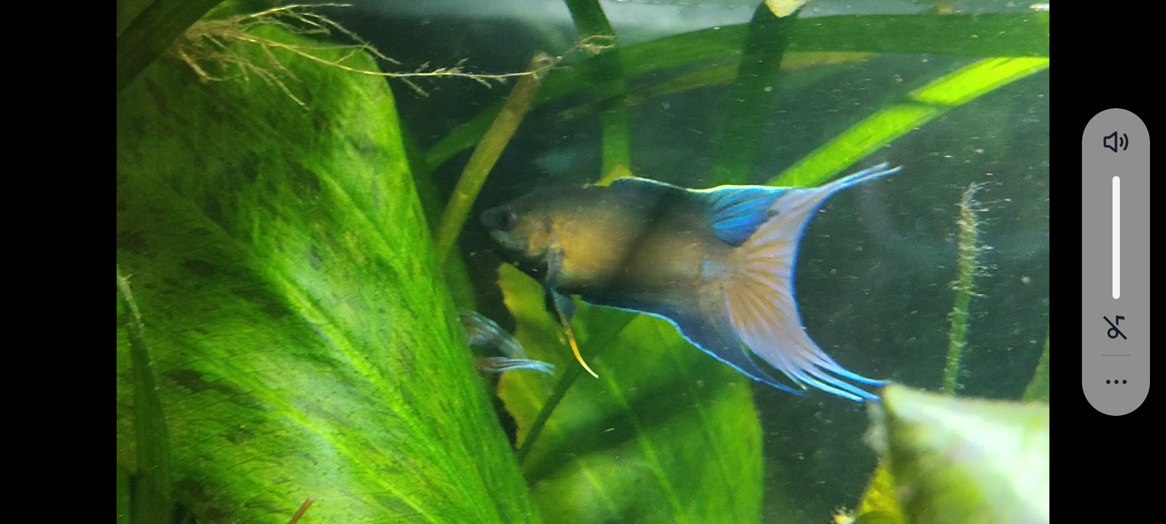 Macropodus supr red