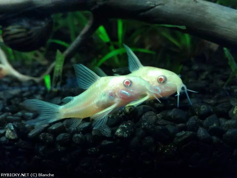 Pancéřníček skvrnitý albín - Corydoras paleatus albino