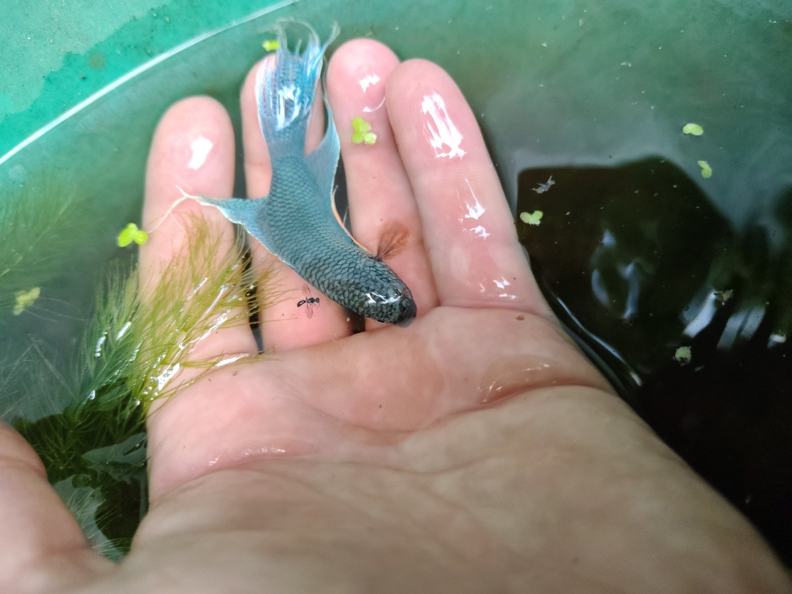 Macropodus niebieska skóra węża