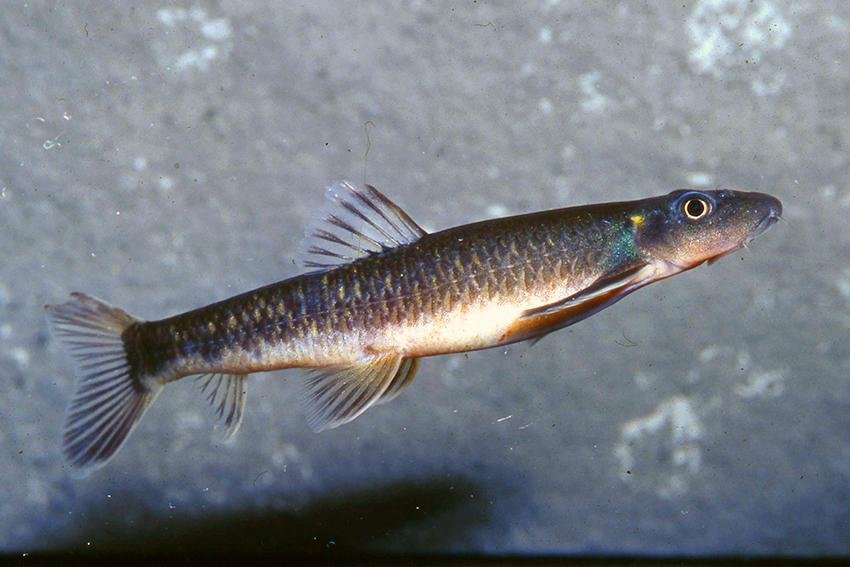 Garra congoensis