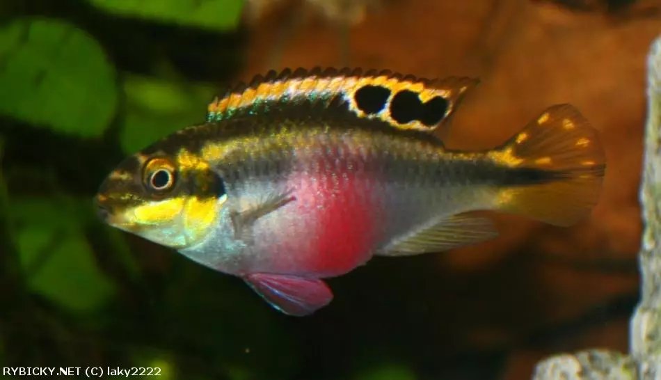 Pestřenec červený