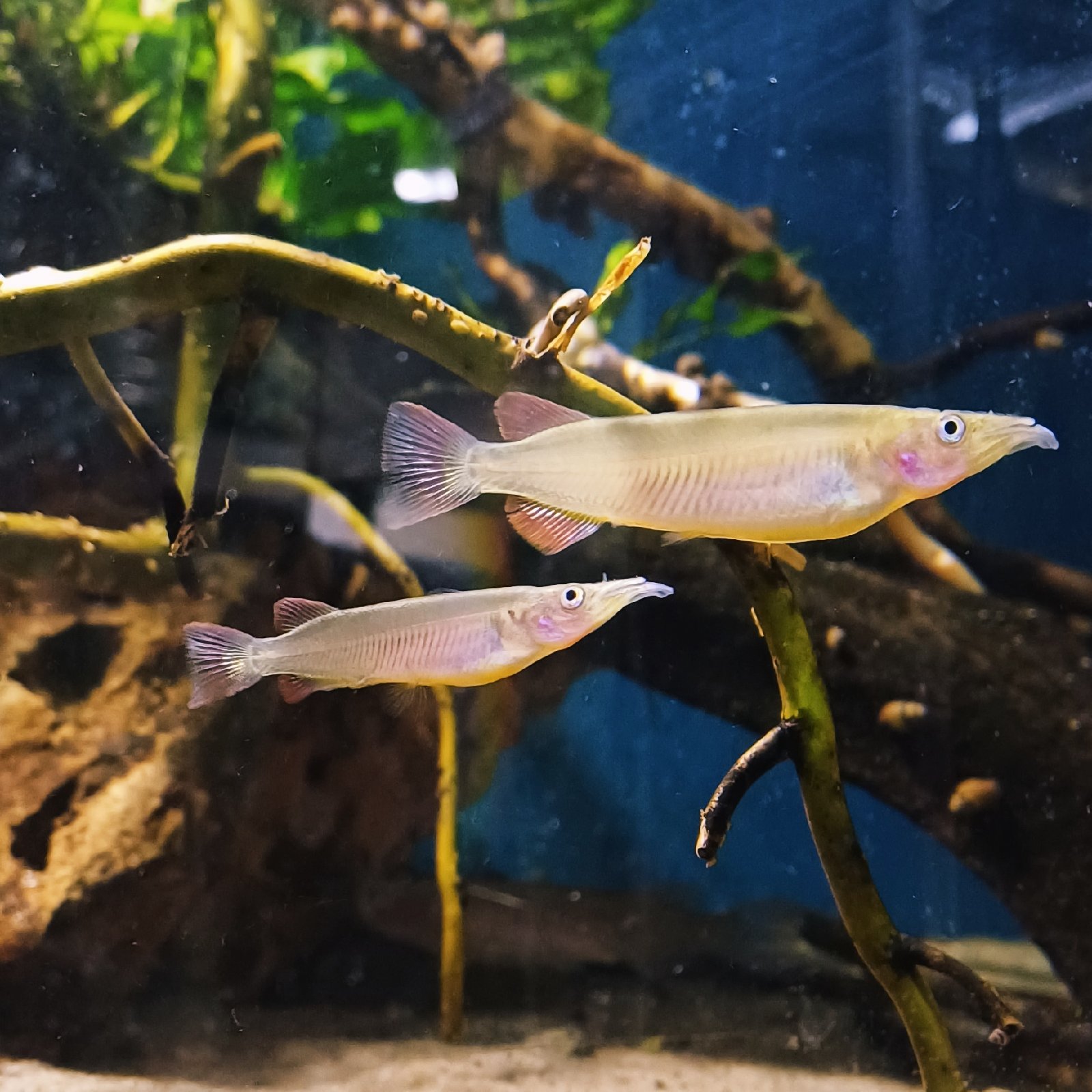 Nomorhamphus ebrardtii cf. Balambano