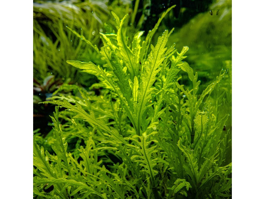 Hygrophila odora