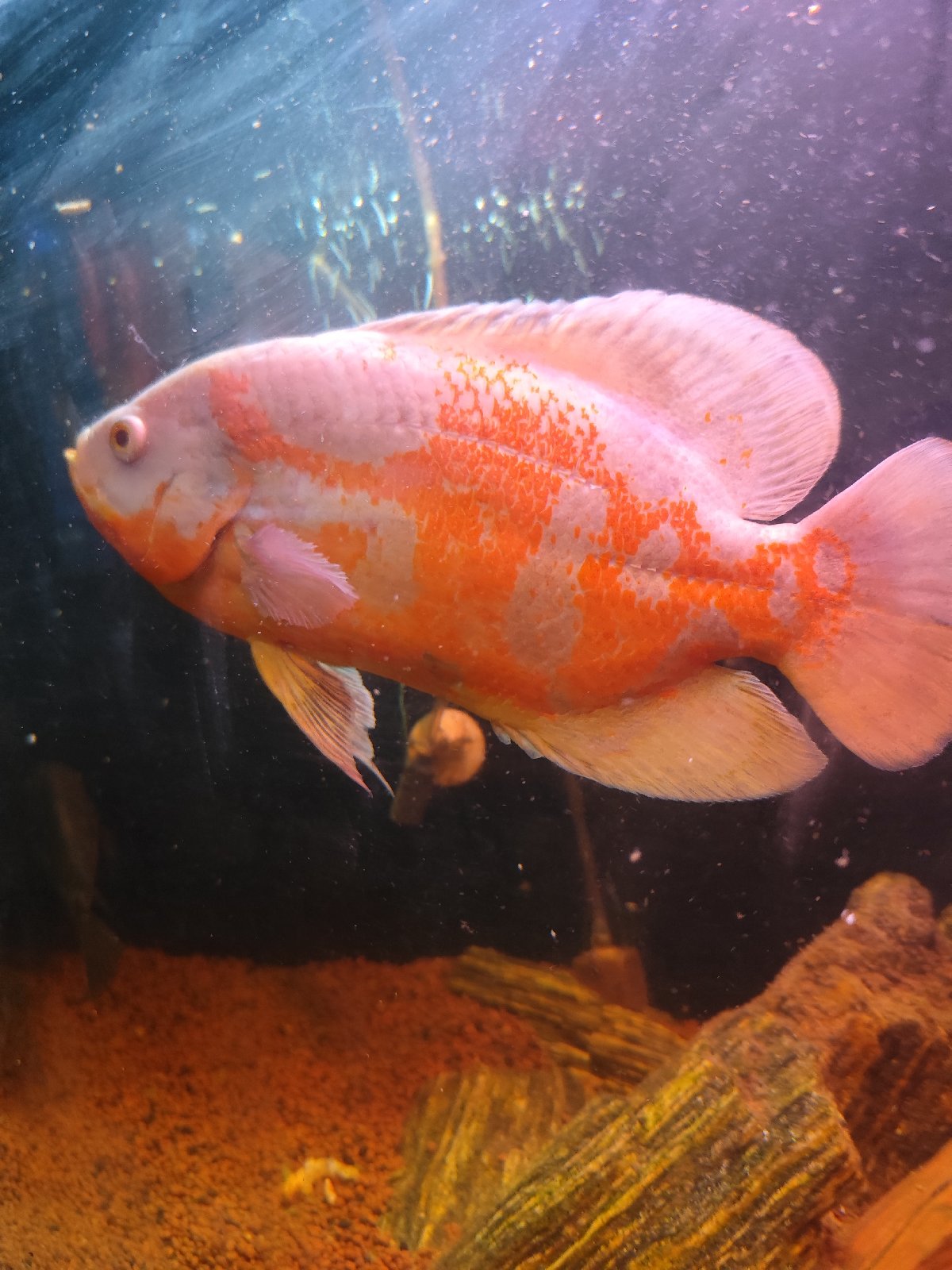 Vrubozubec 20-25 cm