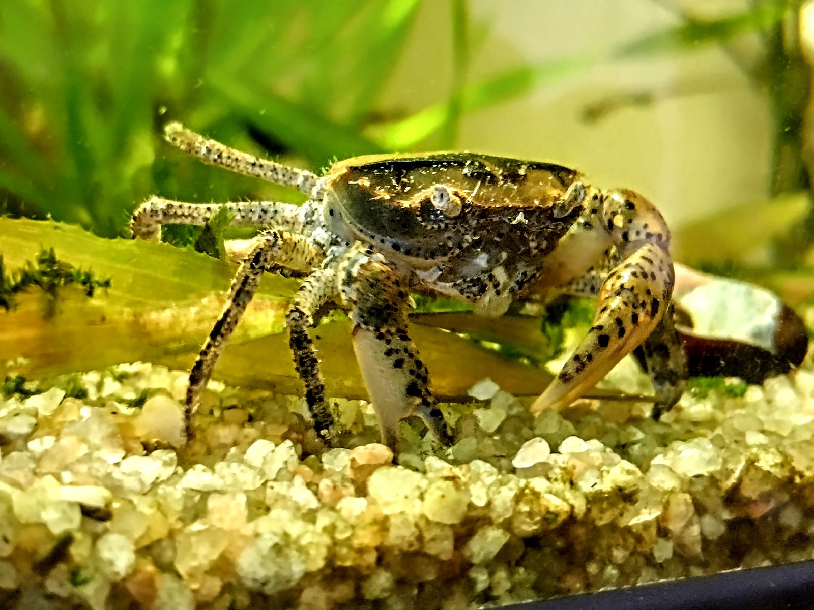 Krab Mekong (Siamthelpusa sp.) - osobní odběr Praha/Karlovy Vary