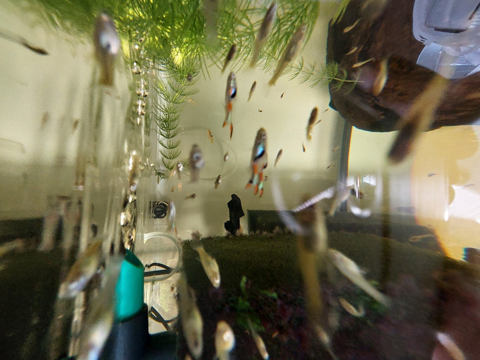 Živorodka wingeova Endlerka