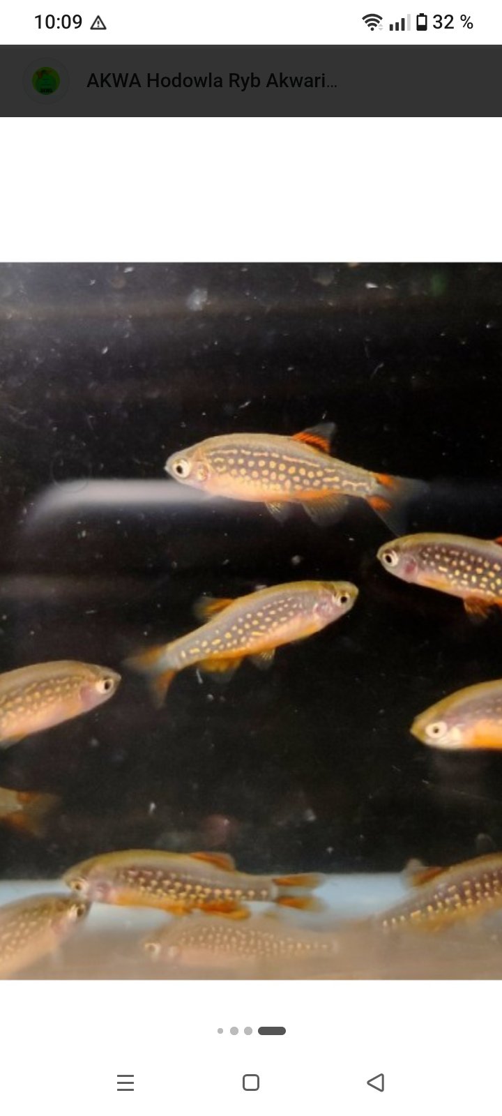 Danio perlové galaxi