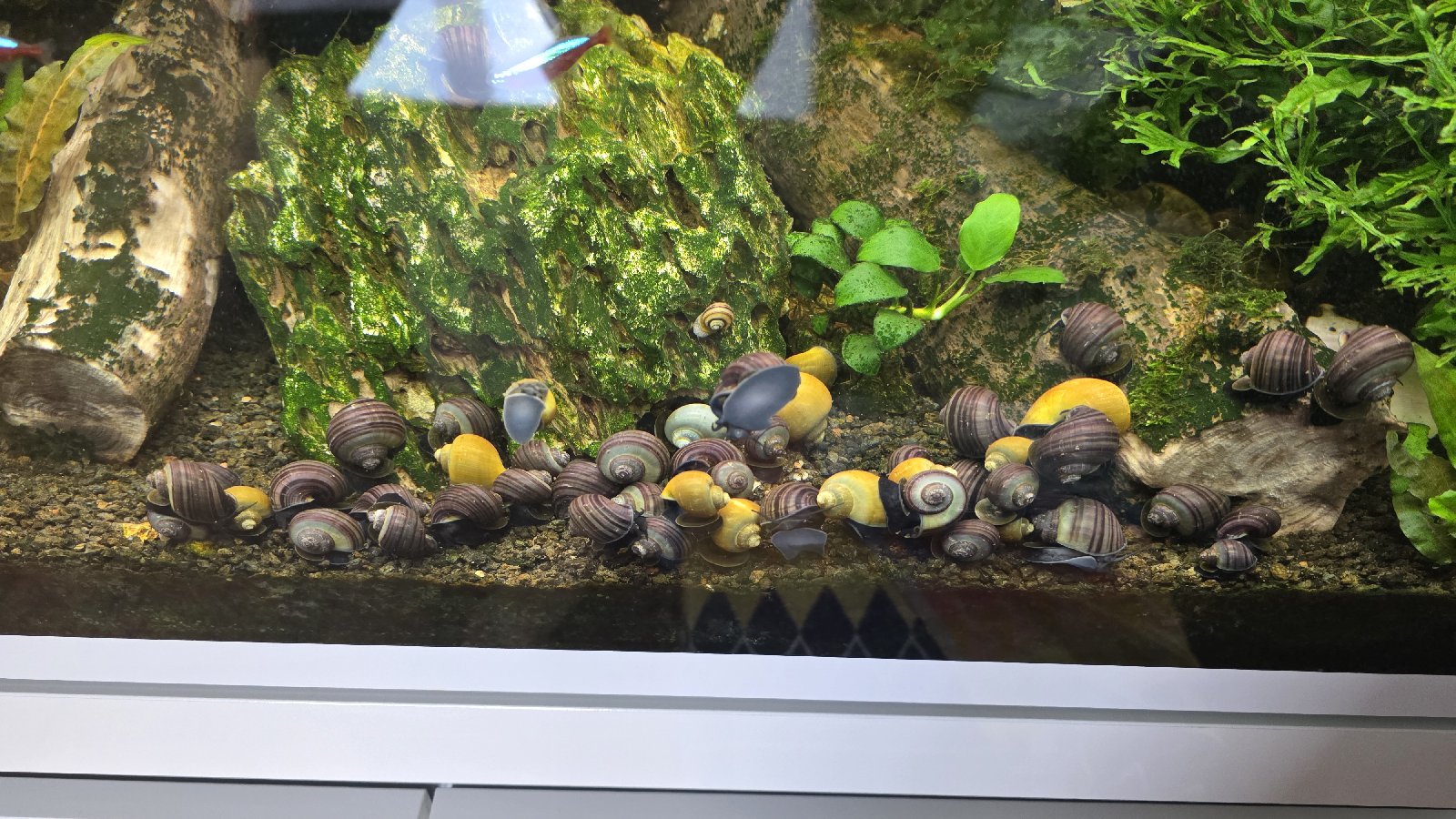 Ampularie