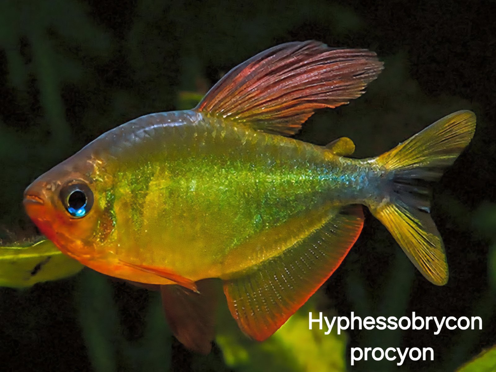 Hyphessobrycon procyon