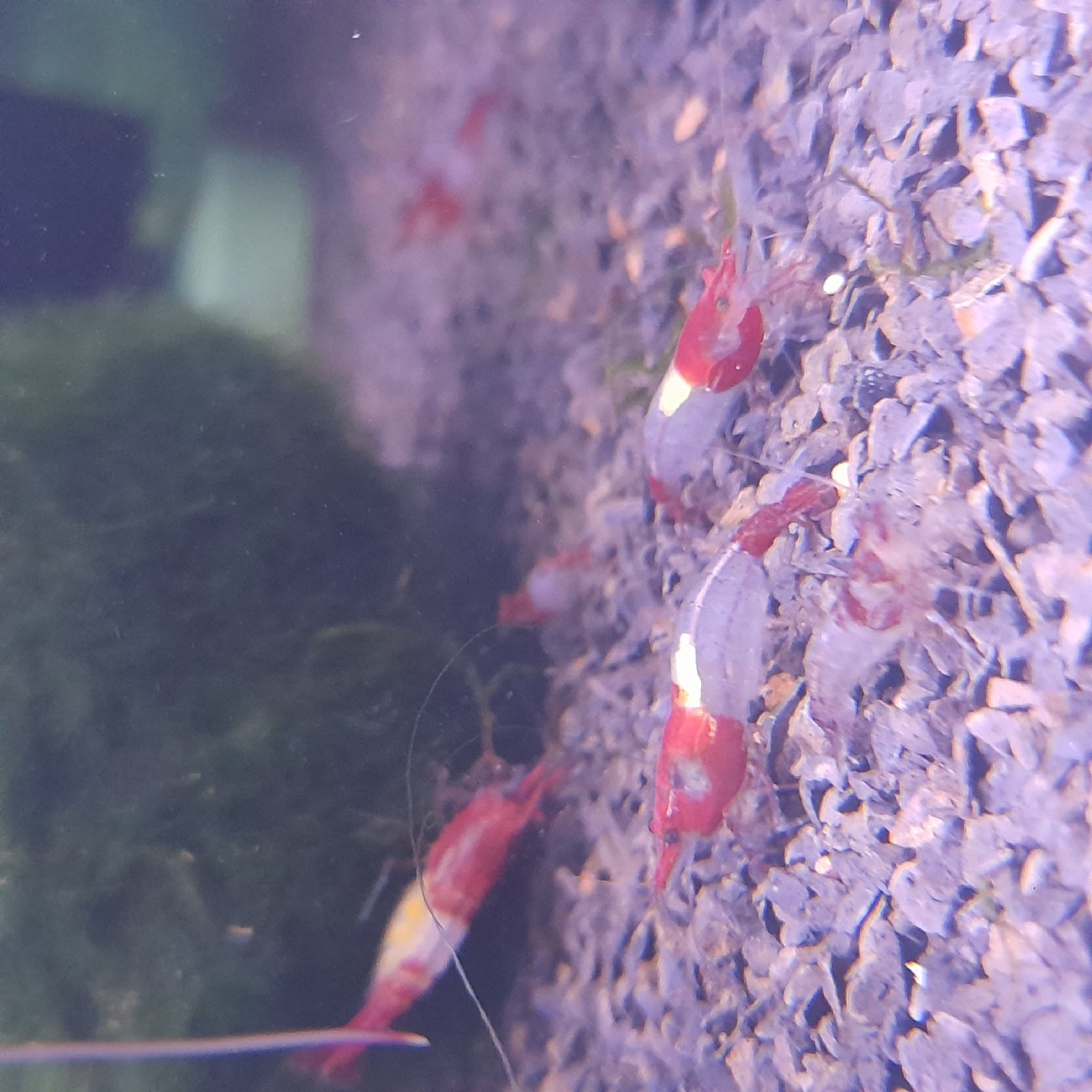 Neocaridina red rilli