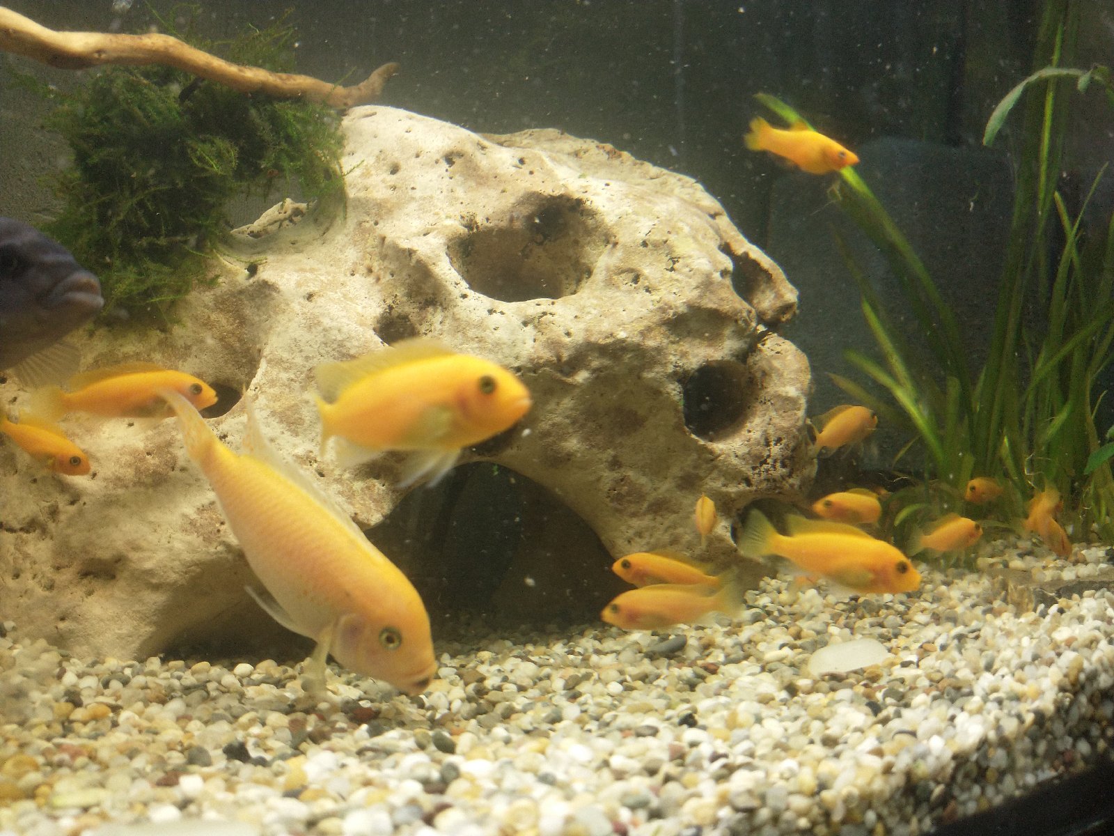 Labidochromis caeruleus sp. red zebra