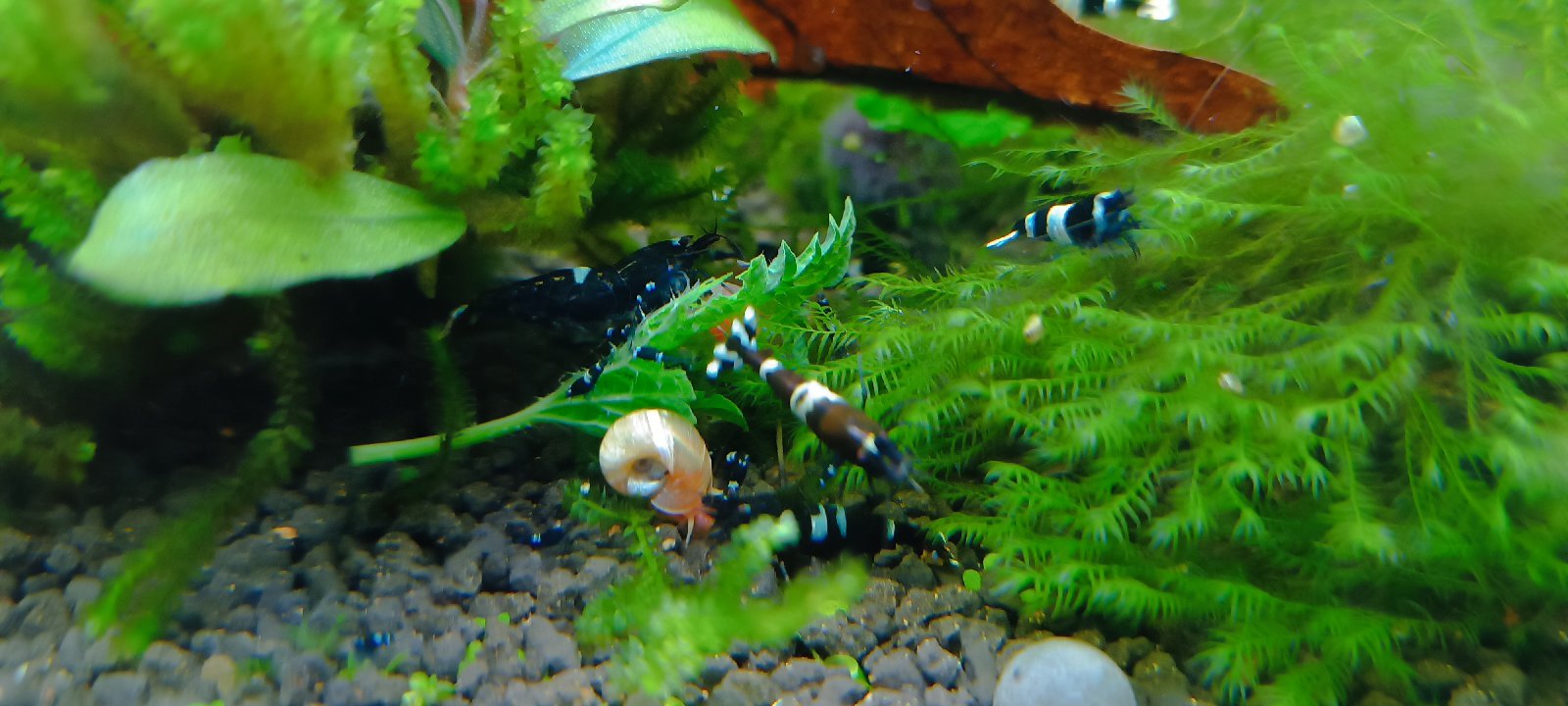 Caridina Black Panda