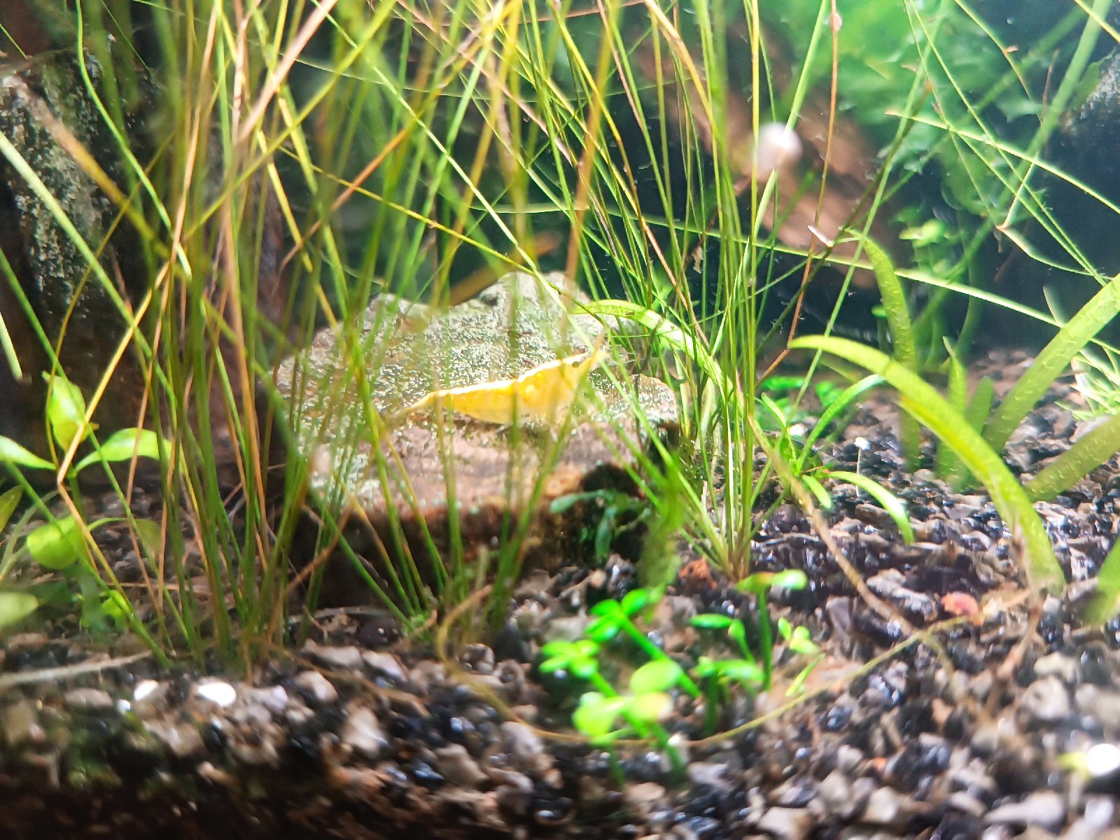 Krevetky žluté  Neocaridina