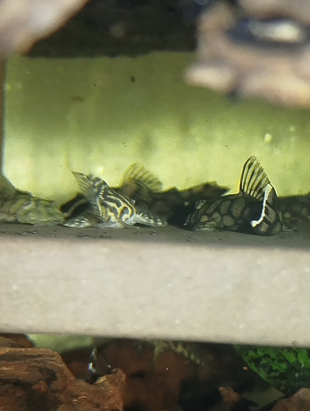 !3 kusy!L519 Ancistrus kiefneri2 Rio Itenez