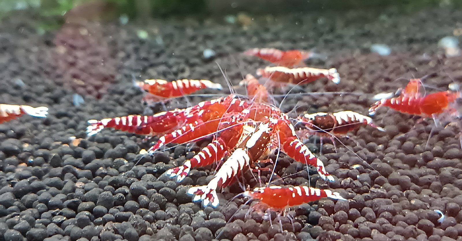 Caridina Red Zebra