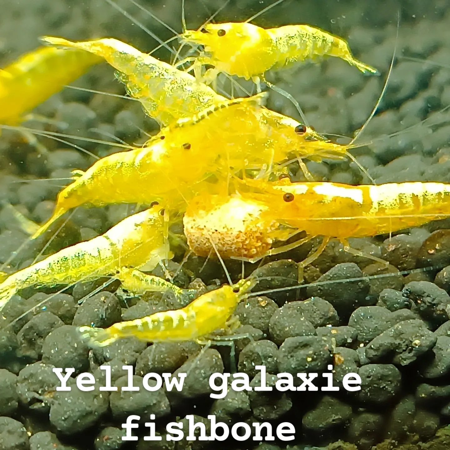 Caridina Yellow Fishbone