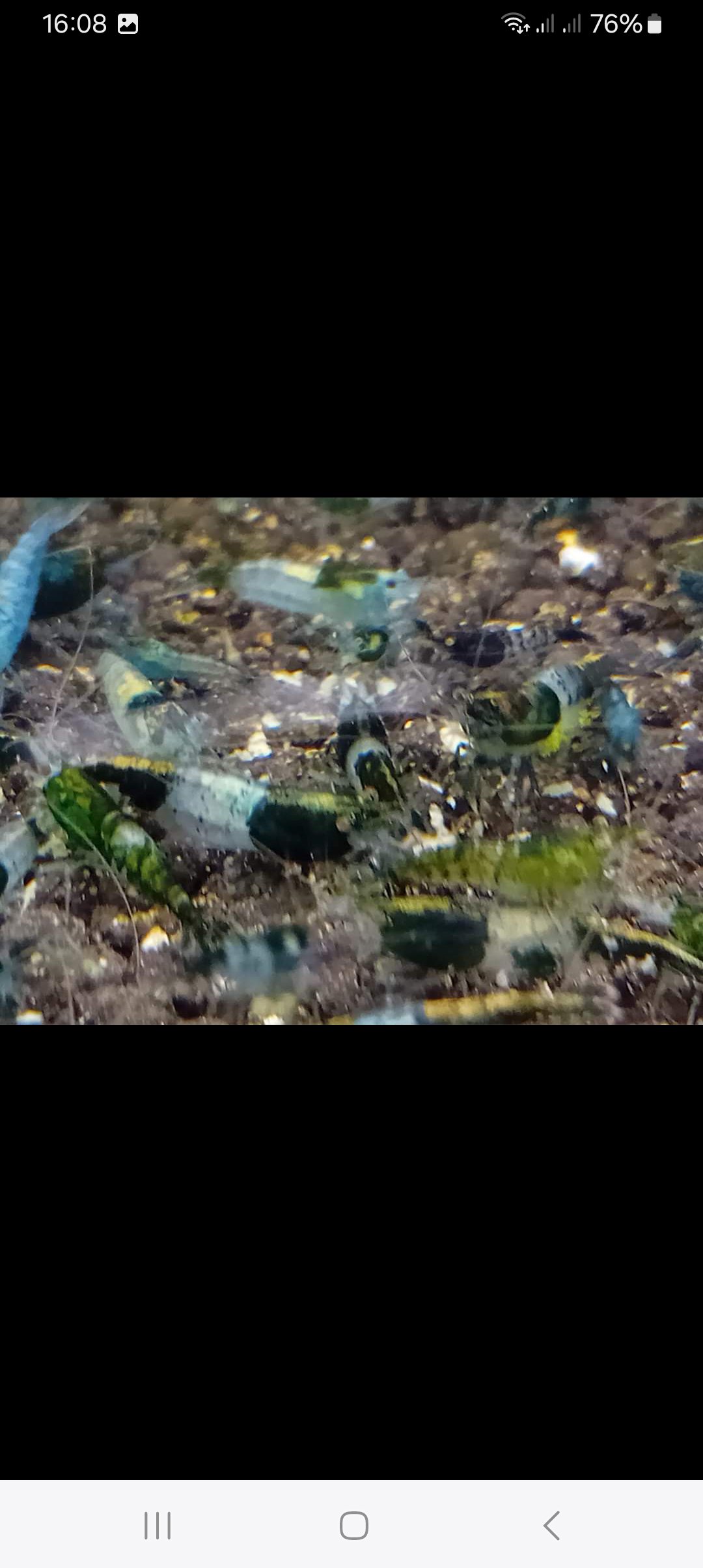 Krevetky neocaridina