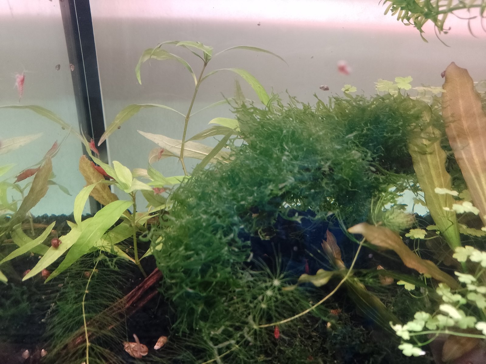 Osazené akvarijní kořeny