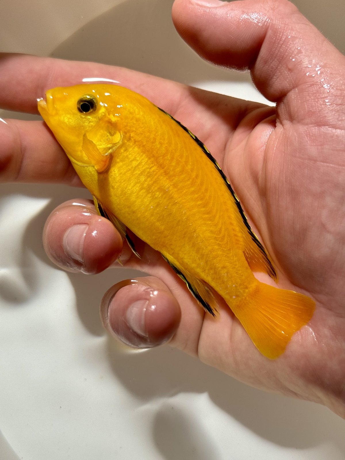 Labidochromis caeruleus "yellow"