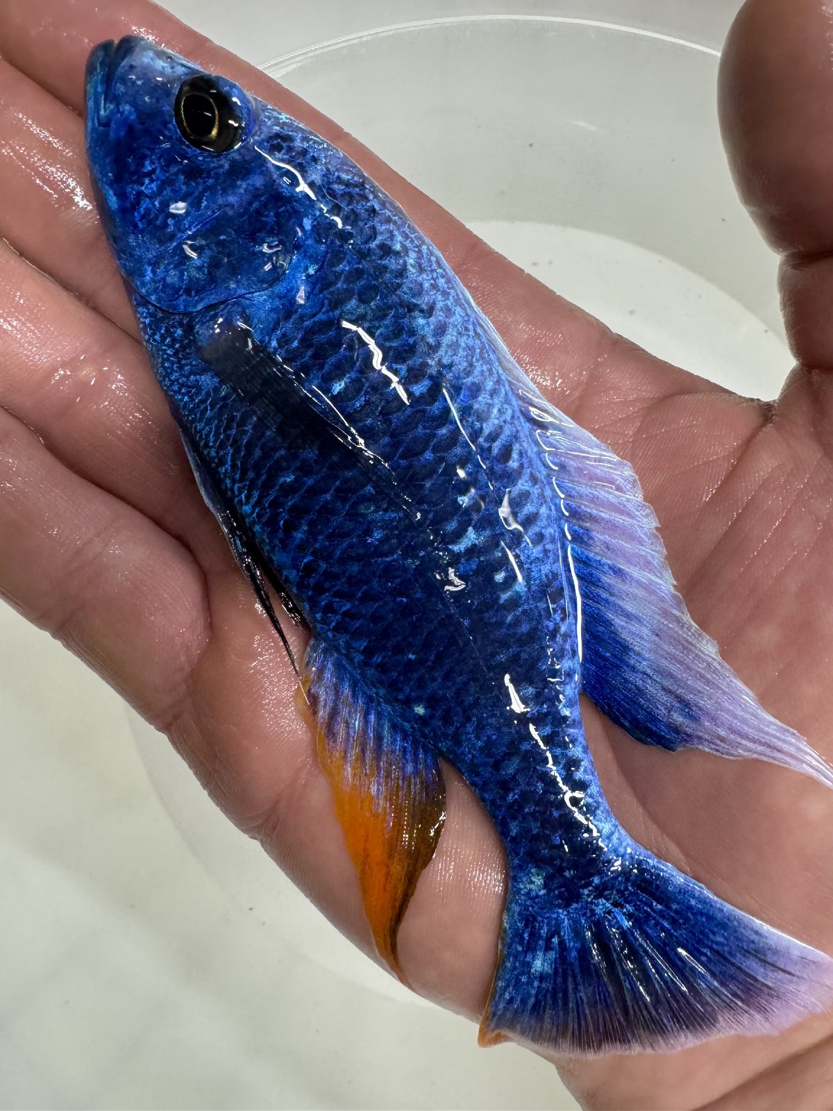 Sciaenochromis fryeri Iceberg