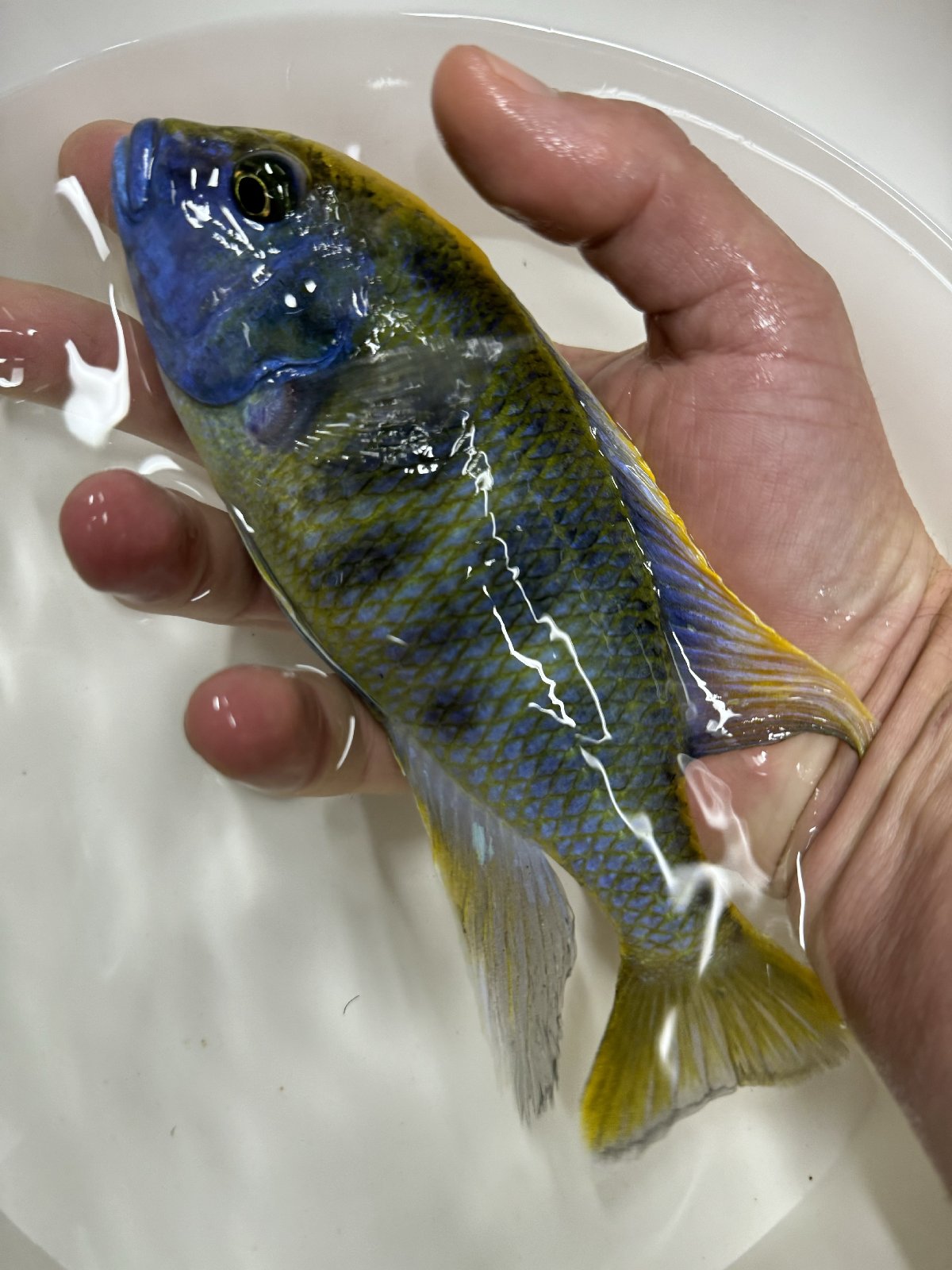 Nimbochromis venustus