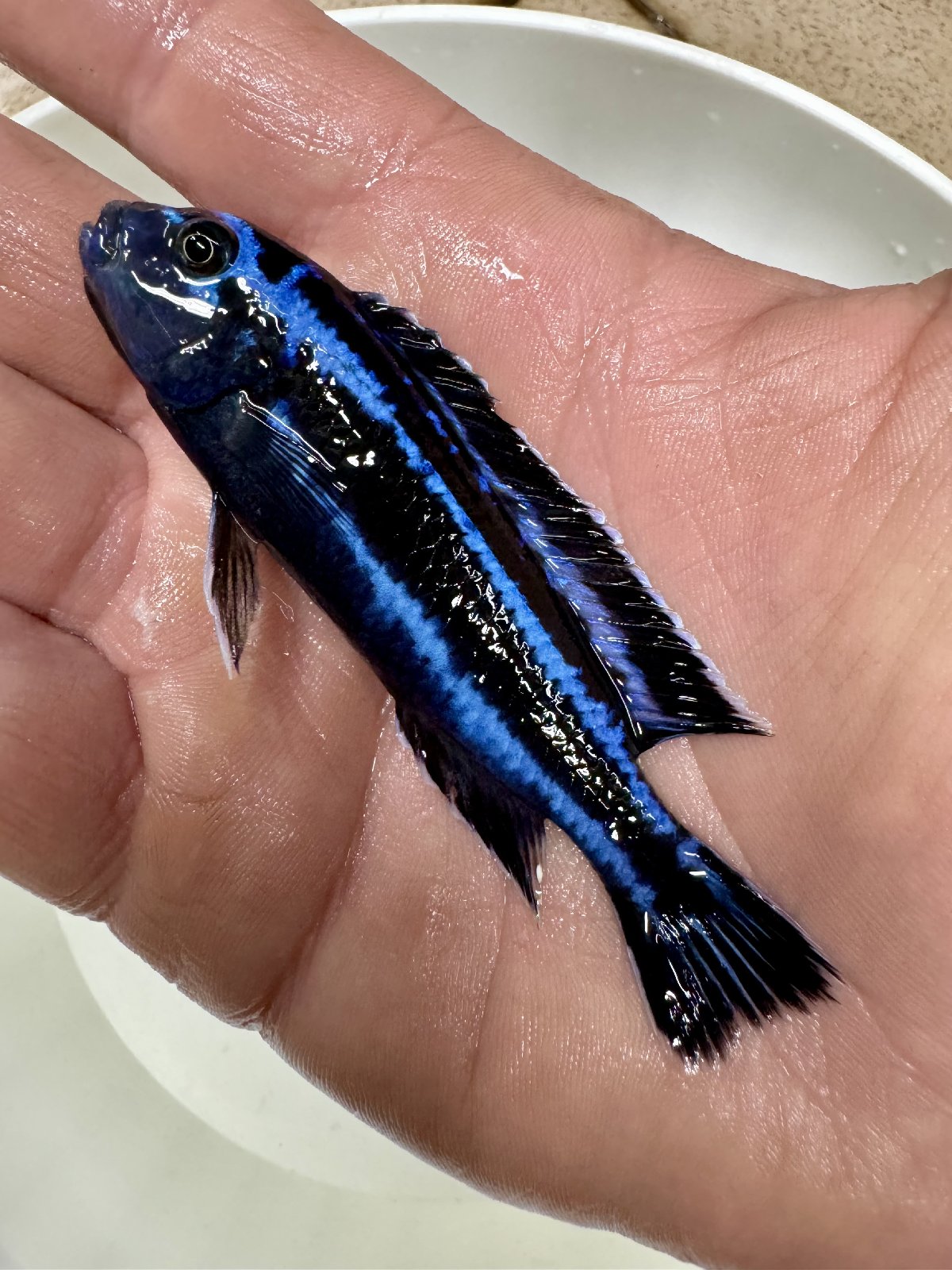 Melanochromis maingano