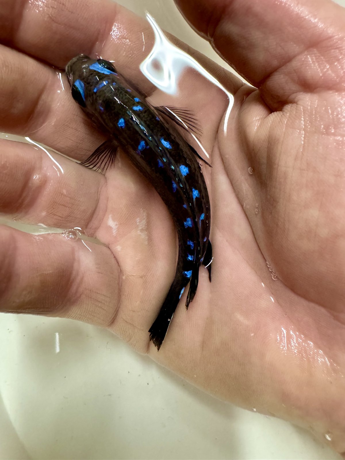 Pseudotropheus neon spot