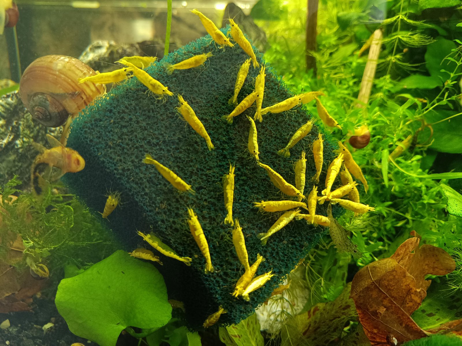 10ks za 150Kč krevetky žlté - Neocaridina Yellow Neon Strip