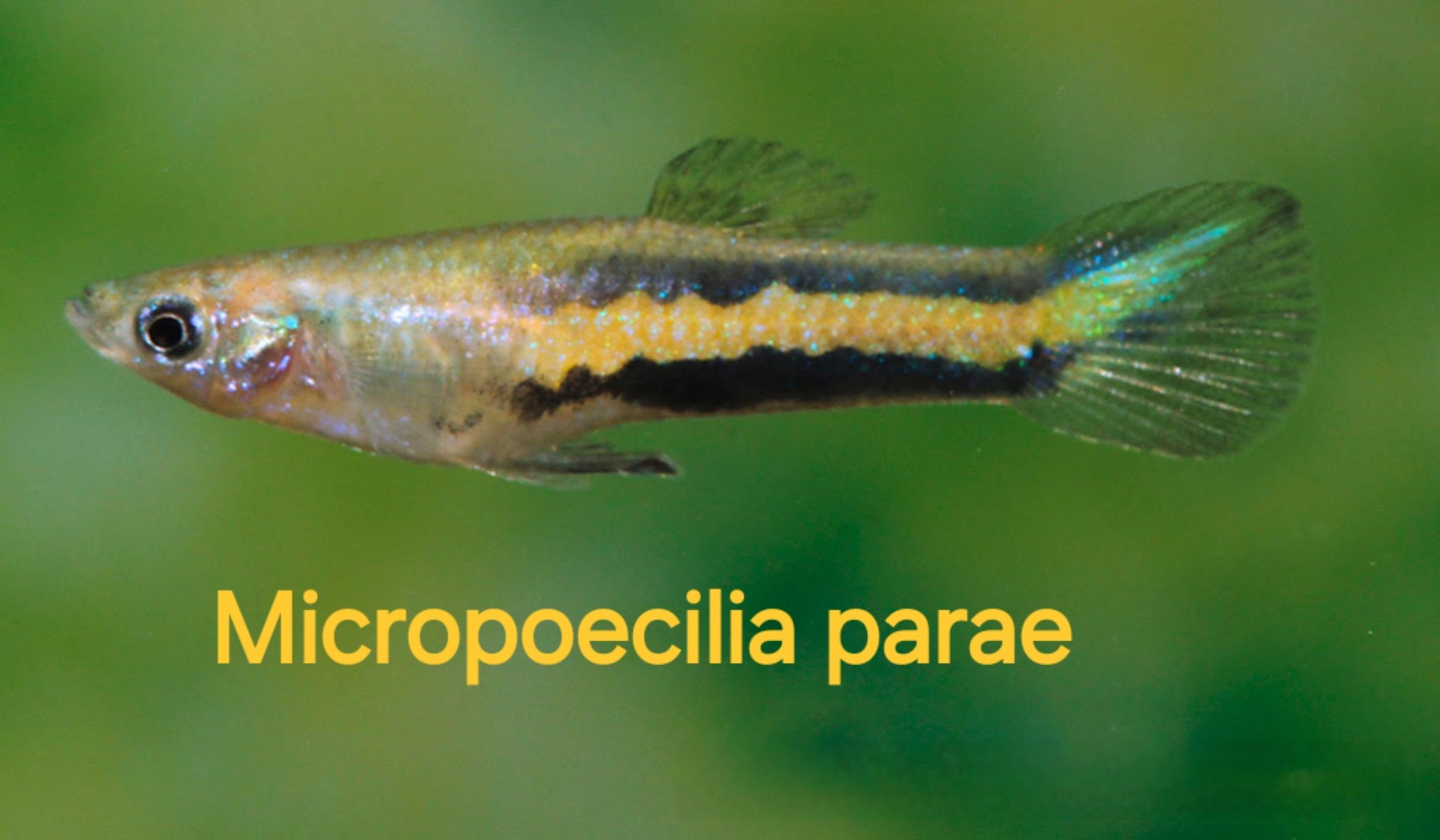 Micropoecilia parae Melanzona Yellow