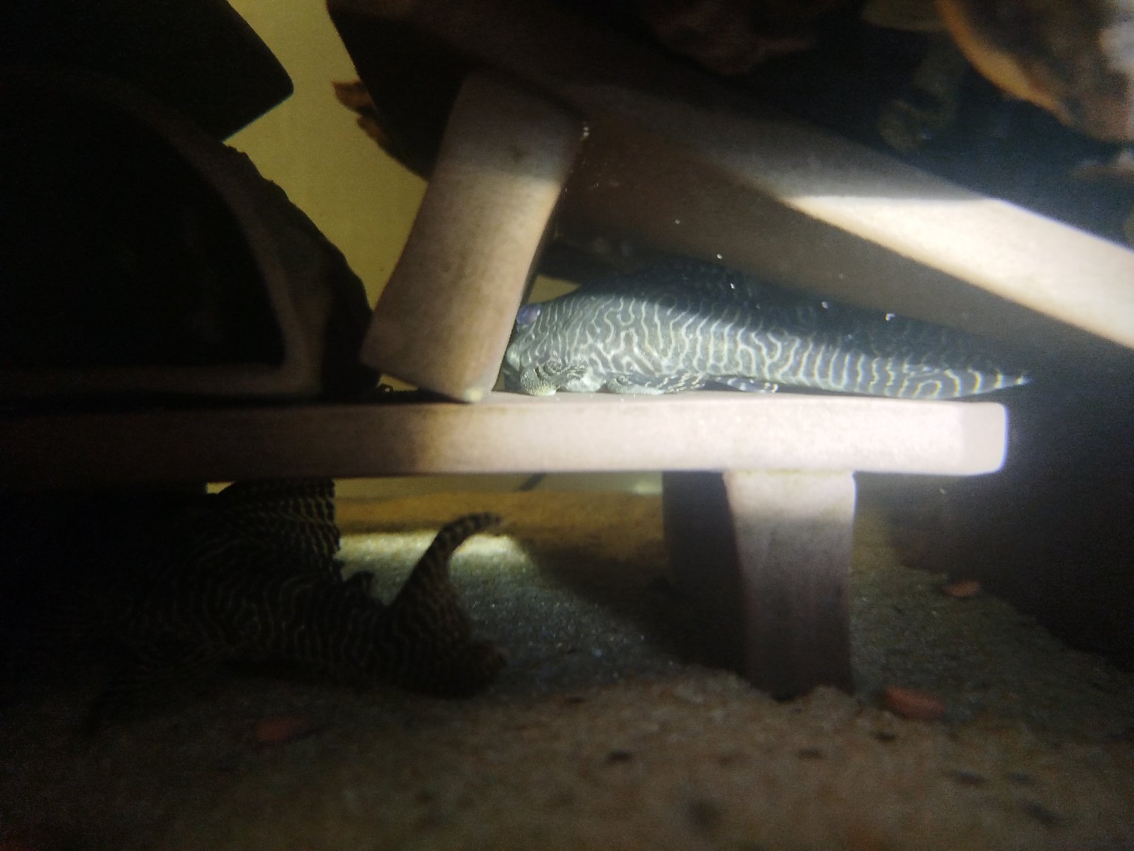 L066 Hypancistrus king tiger pleco