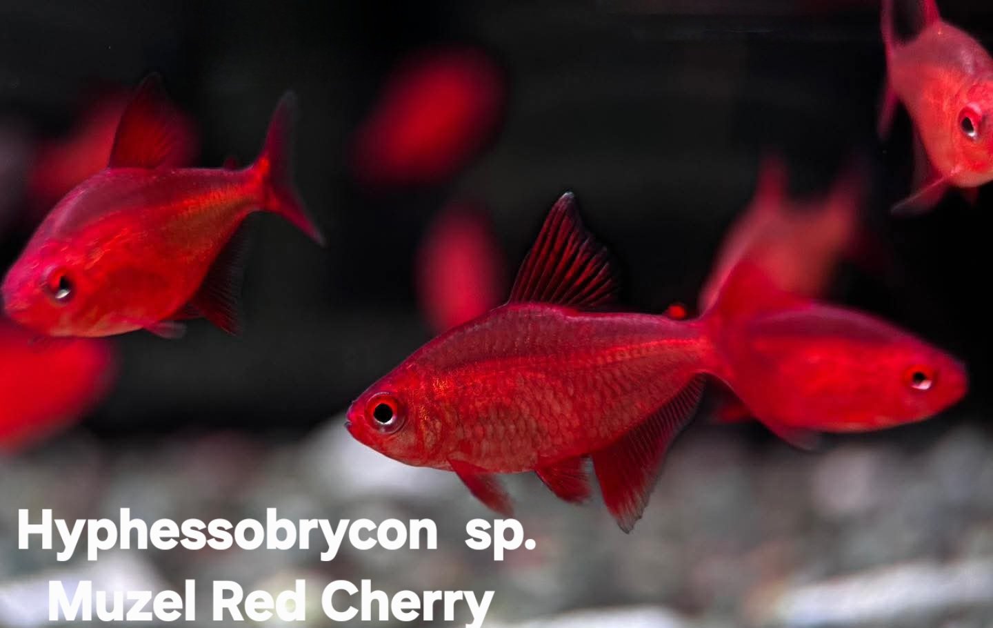 Hyphessobrycon sp. Muzel Red Cherry