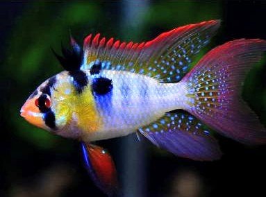 Ramirezka závojová