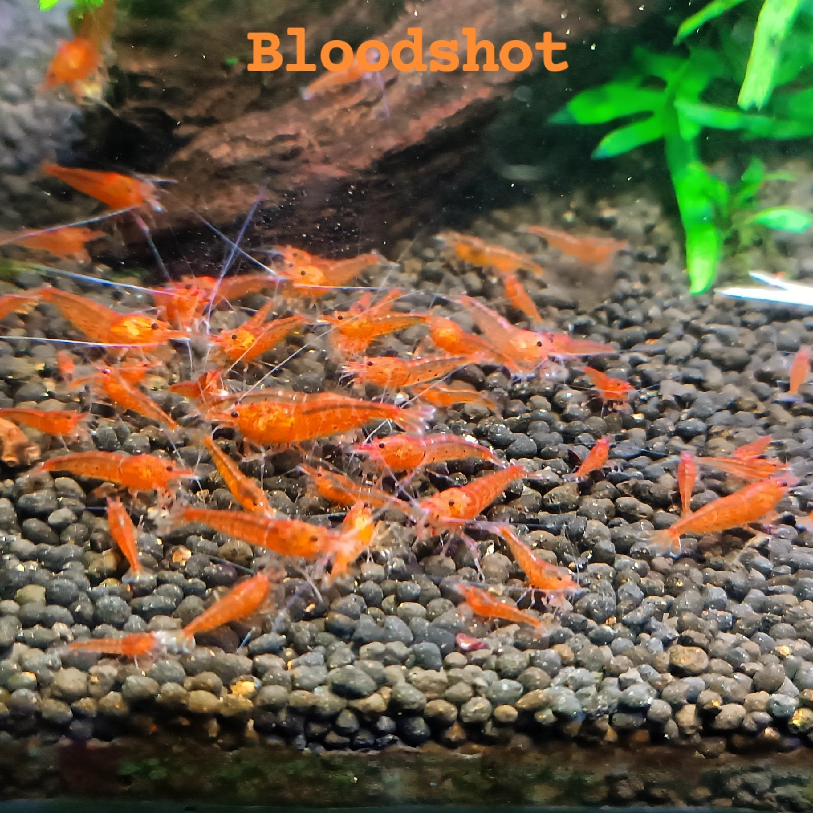 Caridina bloodshot