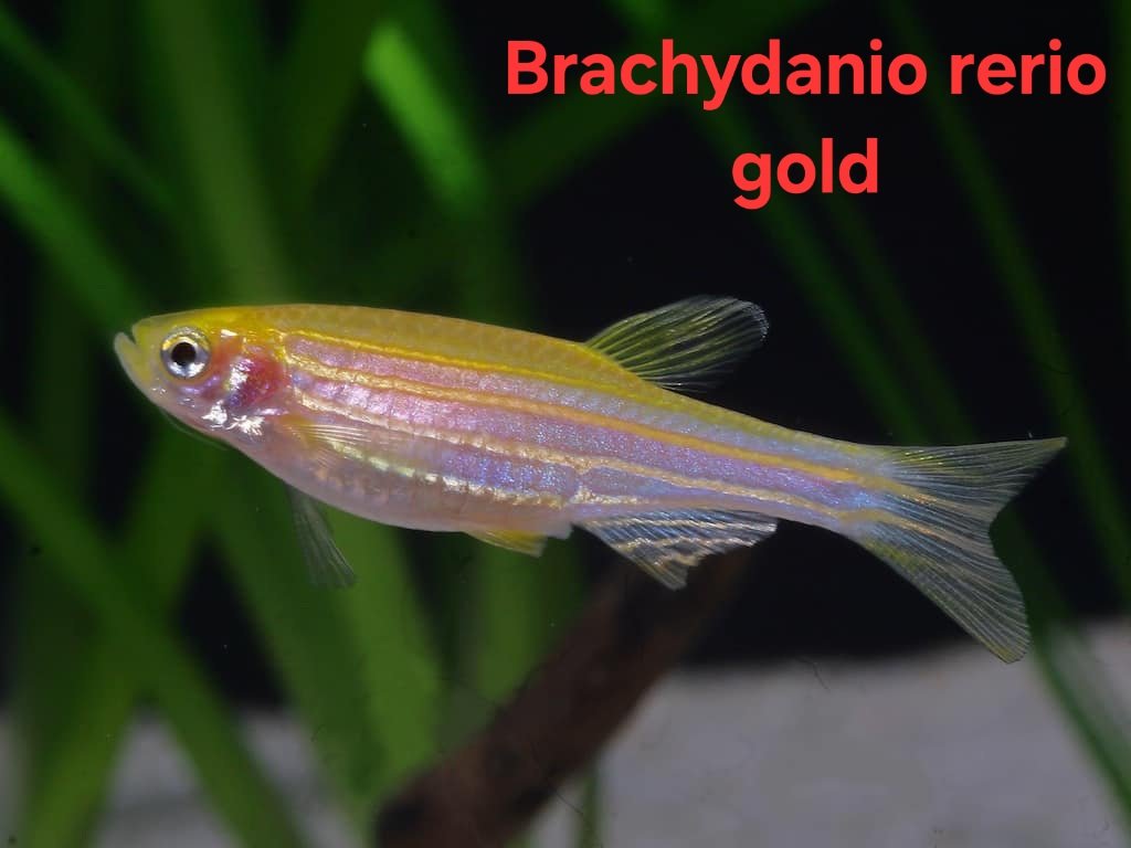 Brachydanio rerio  -  Gold