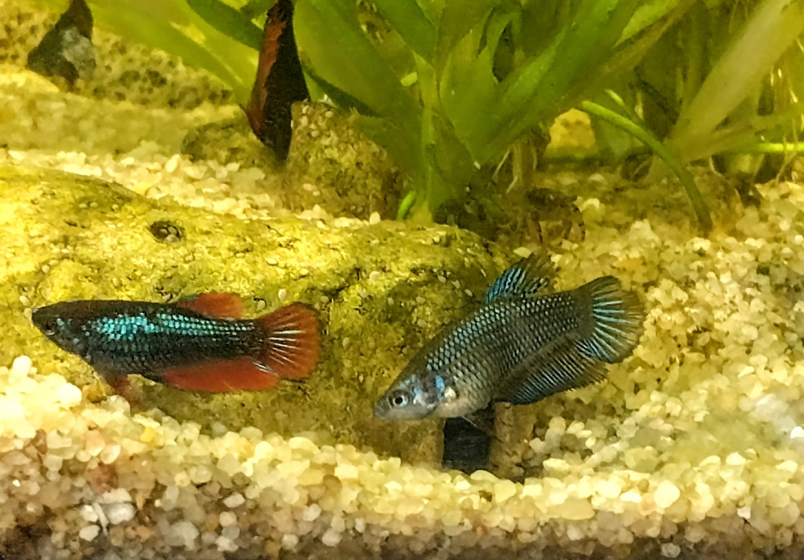 Bojovnice pestrá (Betta splendens) - jen osobní odběr
