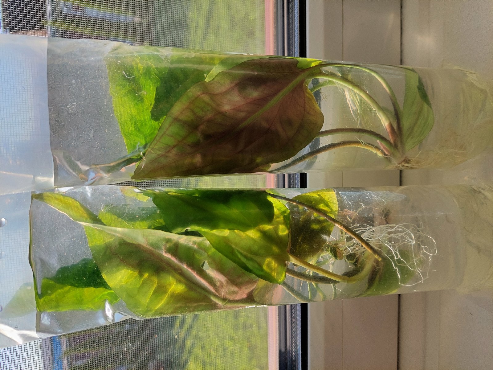 Kryptokoryna sumatránská