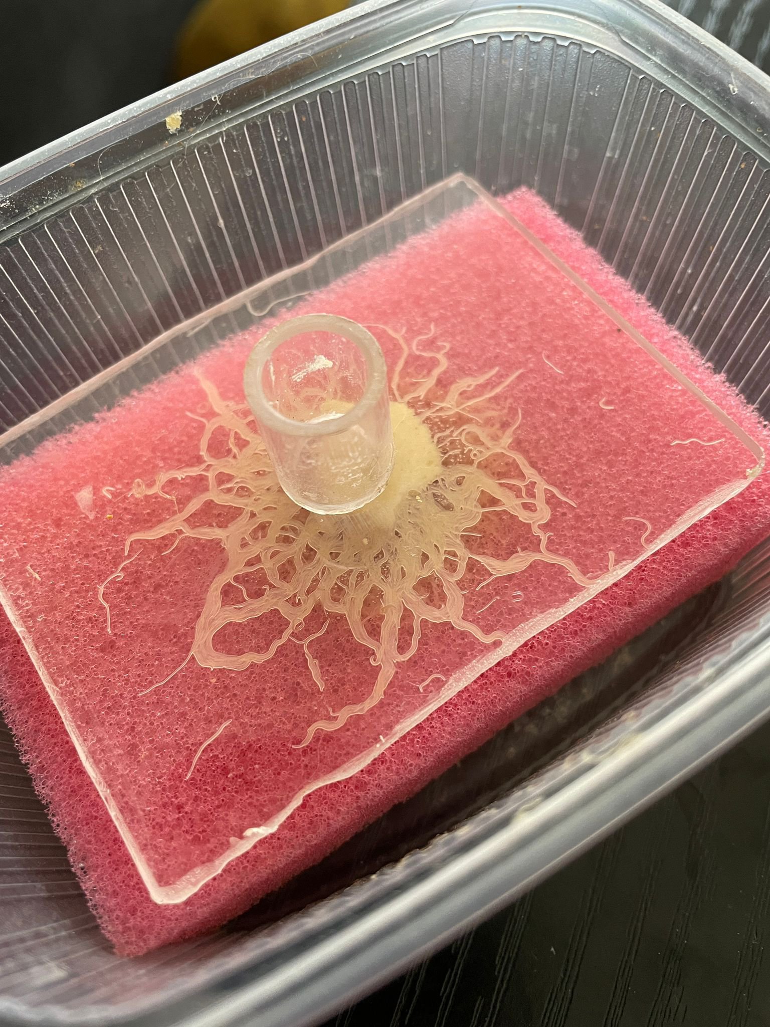 Grindal - živá násada