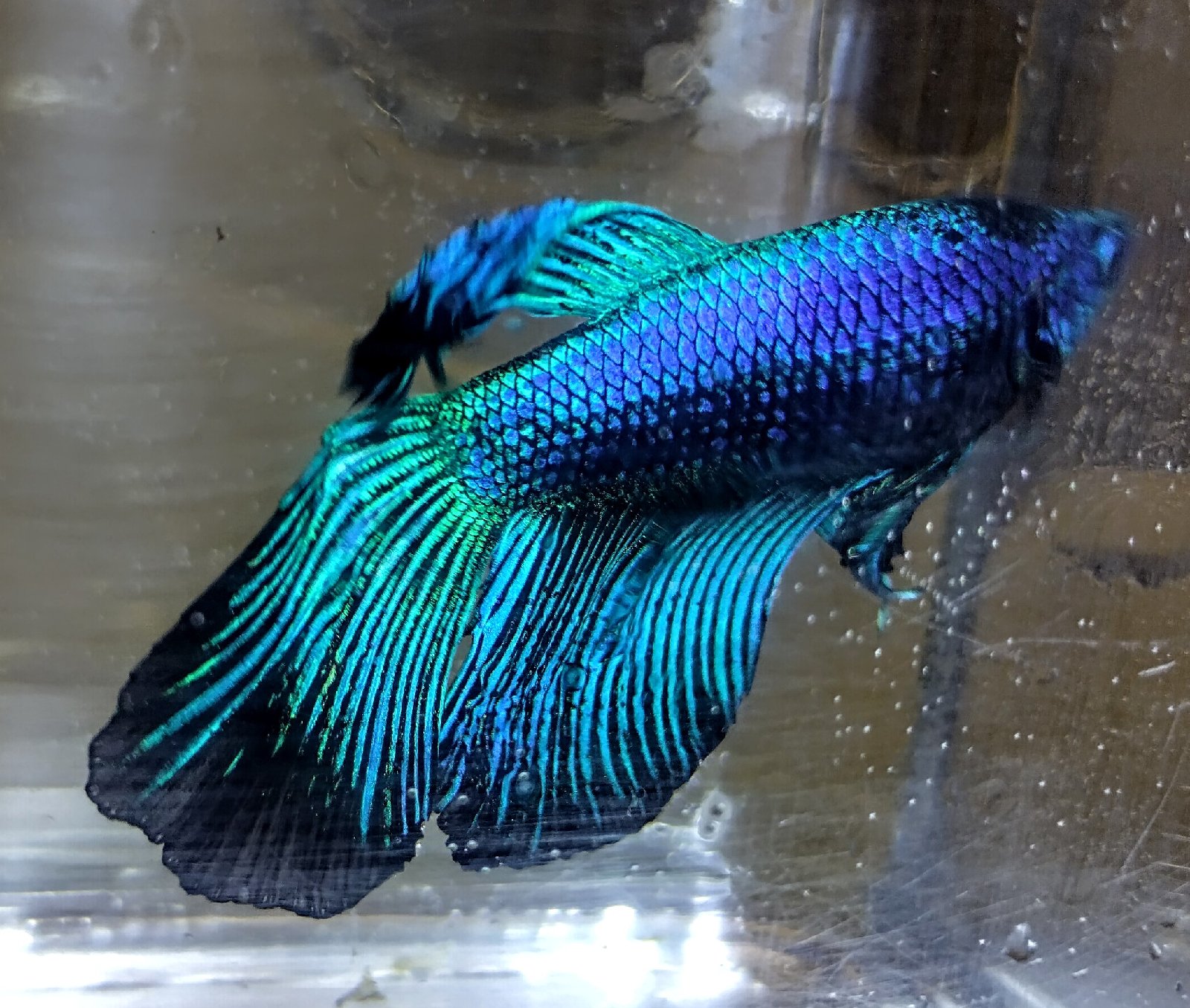 Bojovnice pestrá (Betta splendens) - jen osobní odběr